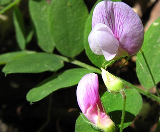 Lathyrus torreyi