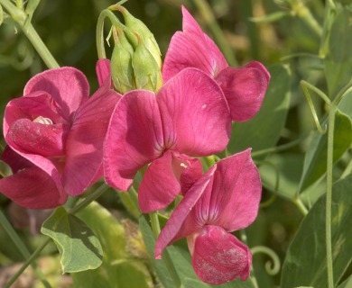 Lathyrus tuberosus