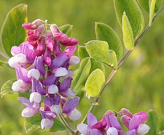 Lathyrus venosus