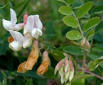 Lathyrus vestitus