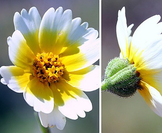 Layia gaillardioides