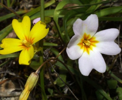 Leavenworthia stylosa