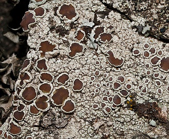 Lecanora allophana