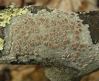 Lecanora caesiorubella