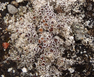 Lecanora epibryon