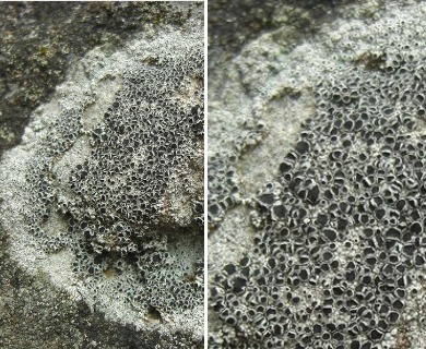 Lecanora gangaleoides