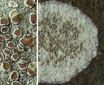 Lecanora hybocarpa