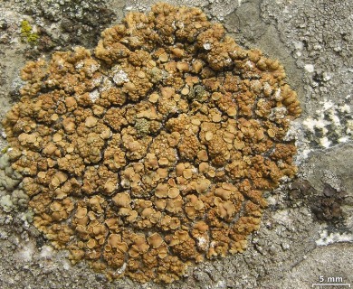 Lecanora mellea