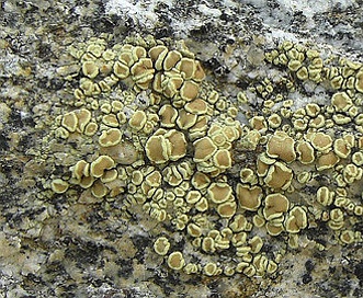 Lecanora polytropa