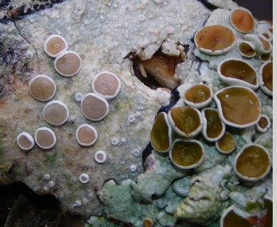 Lecanora protervula