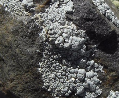 Lecanora rupicola