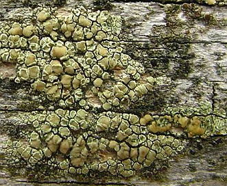 Lecanora strobilina