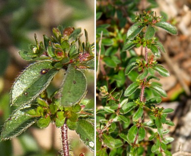 Lechea mucronata