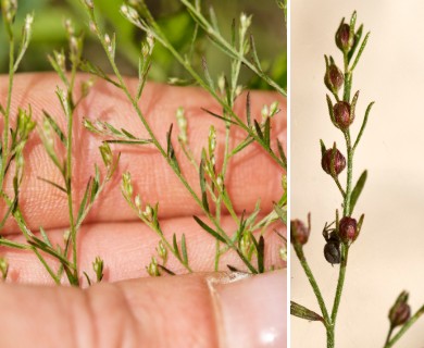 Lechea tenuifolia