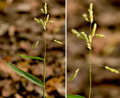 Leersia lenticularis