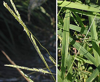 Leersia virginica