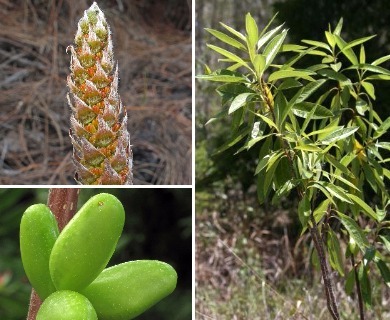 Leitneria floridana