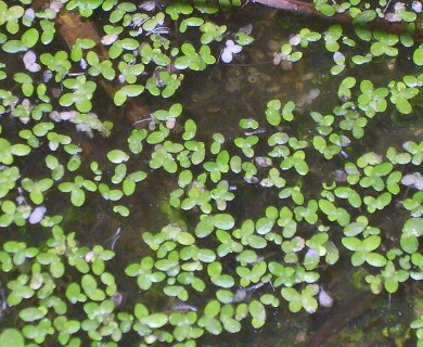 Lemna perpusilla