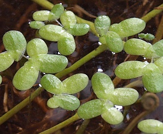 Lemna valdiviana