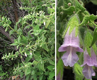 Lepechinia fragrans