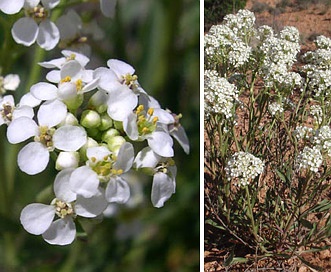 Lepidium alyssoides