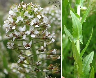 Lepidium campestre