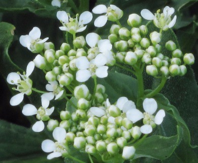 Lepidium chalepense