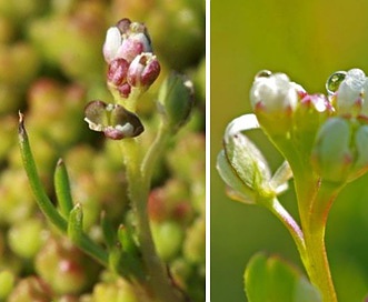 Lepidium dictyotum