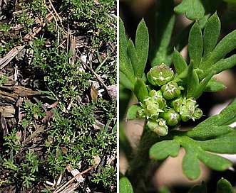 Lepidium didymum