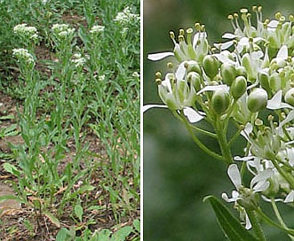 Lepidium draba