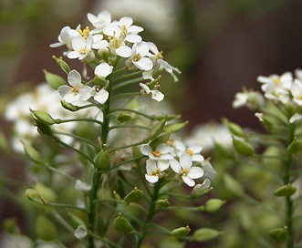 Lepidium eastwoodiae