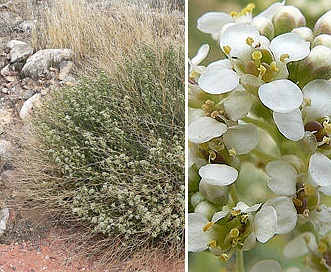 Lepidium fremontii