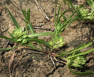 Lepidium latipes