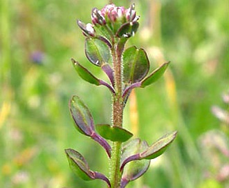 Lepidium nitidum