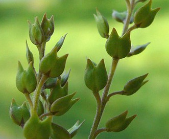 Lepidium oxycarpum