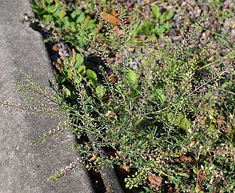 Lepidium ruderale