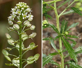 Lepidium virginicum