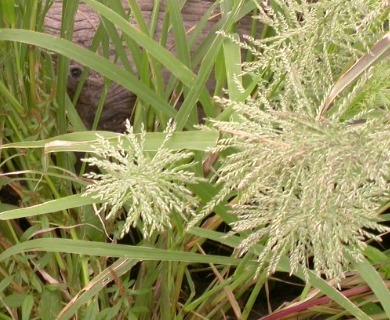 Leptochloa panicoides