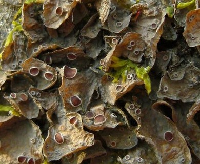 Leptogium corticola