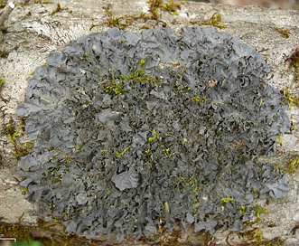 Leptogium cyanescens