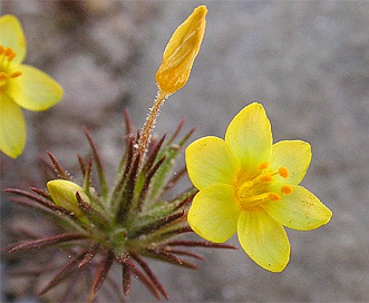 Leptosiphon acicularis