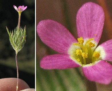 Leptosiphon ciliatus