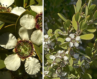 Leptospermum laevigatum