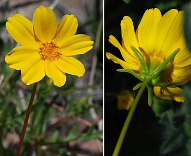 Leptosyne bigelovii