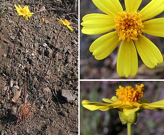 Leptosyne californica