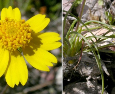 Leptosyne douglasii