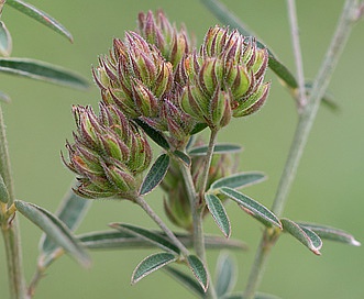 Lespedeza angustifolia