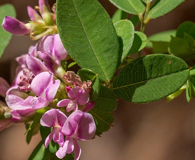 Lespedeza frutescens