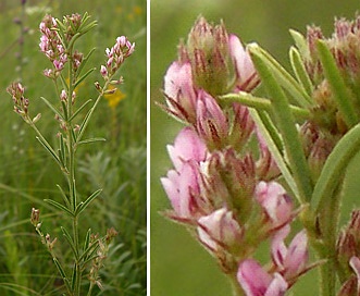 Lespedeza leptostachya