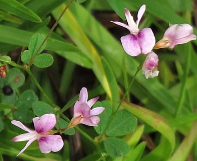 Lespedeza repens